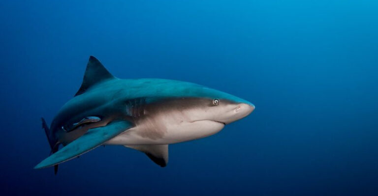 What This 9-Million-Year-Old Shark Fossil Can Teach Us About Prehistoric Marine Life