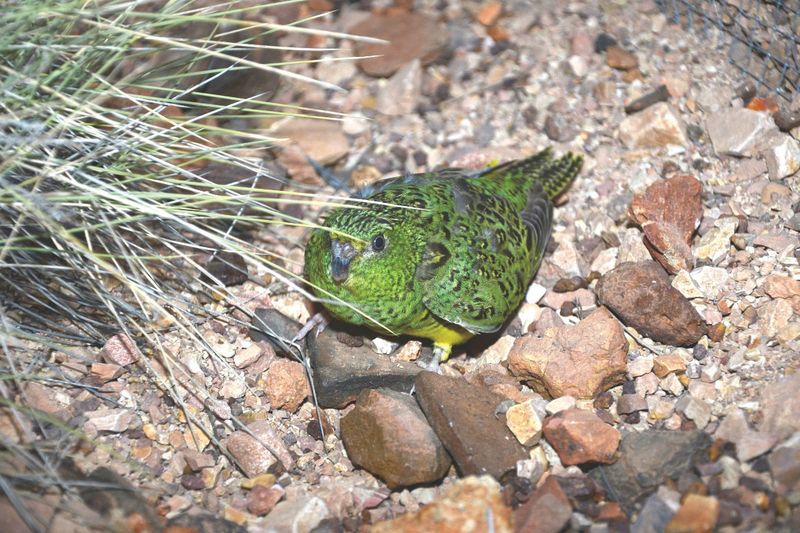 Tracking The 'Ghost' Bird: How Experts Managed To Capture This Rare Sight