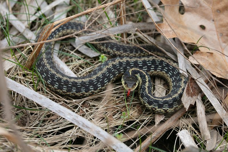 Why You Should Respect Yellowstone's Snakes
