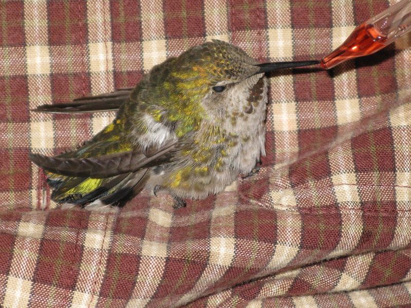 Check If The Hummingbird Is Hurt Or Just Resting