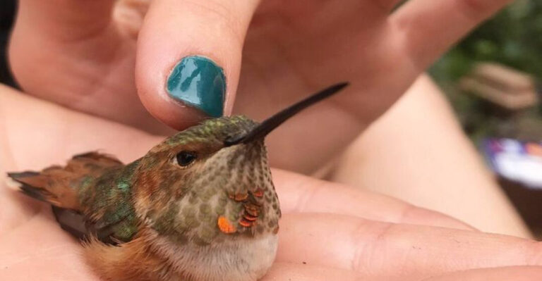 What To Do If You Spot A Hummingbird On The Ground (And Common Mistakes To Avoid)