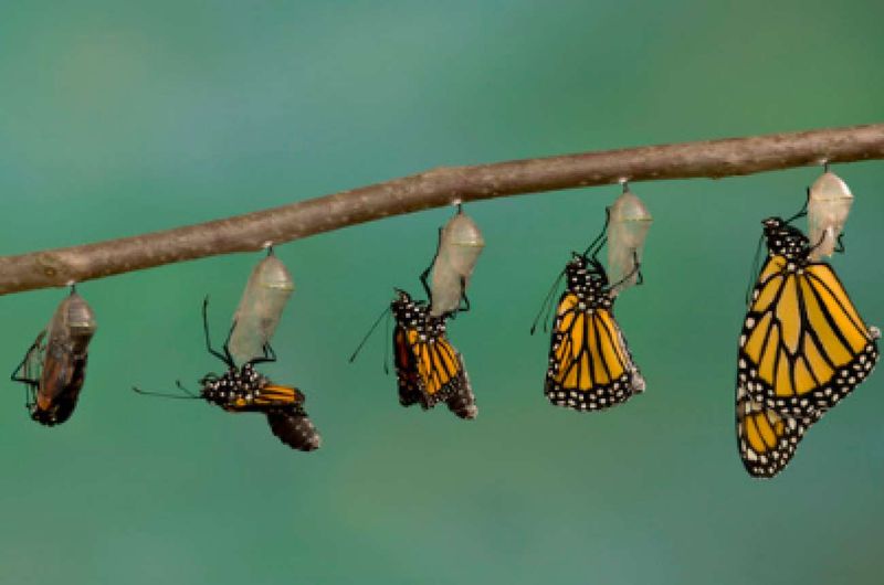 The Monarch Butterfly Journey: Follow Them Through Delaware This Summer
