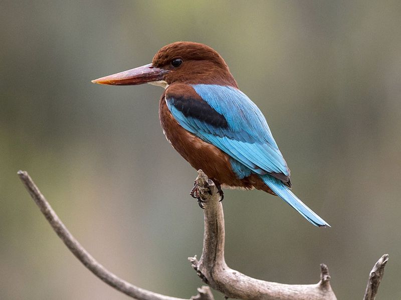 The Future Of The Guam Kingfisher: Ongoing Conservation Efforts