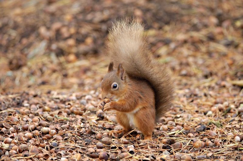 Laws Supporting Red Squirrel Safety