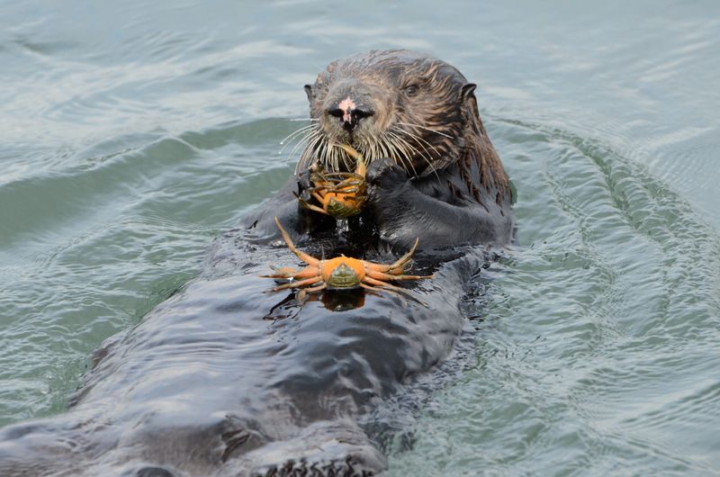 Omnivorous Diet