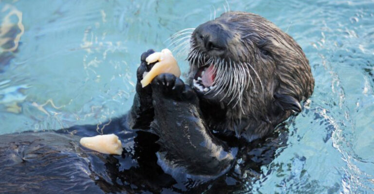 What’s On The Menu For River Otters? Discover Their Diet, Behavior, And More