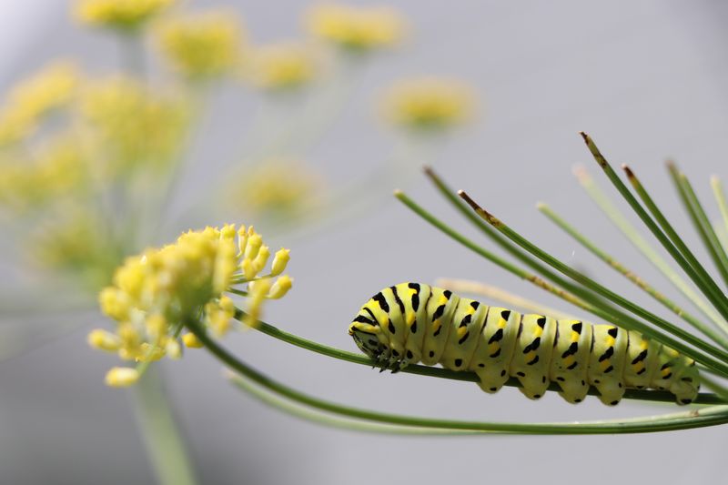 Favorite Host Plants Of Swallowtail Caterpillars