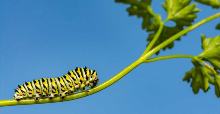 What’s On The Menu For Swallowtail Caterpillars?
