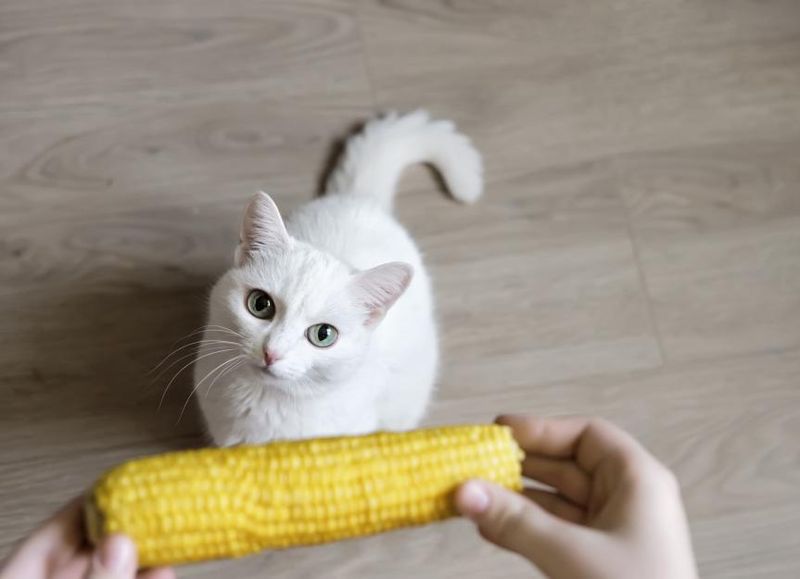 Cornmeal: How It Affects Your Cat's Digestion
