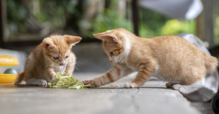 When Do Cats Stop Growing? 15 Facts About Their Growth Cycle