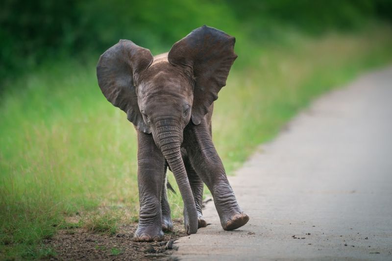 How Elephants Protect Their Young