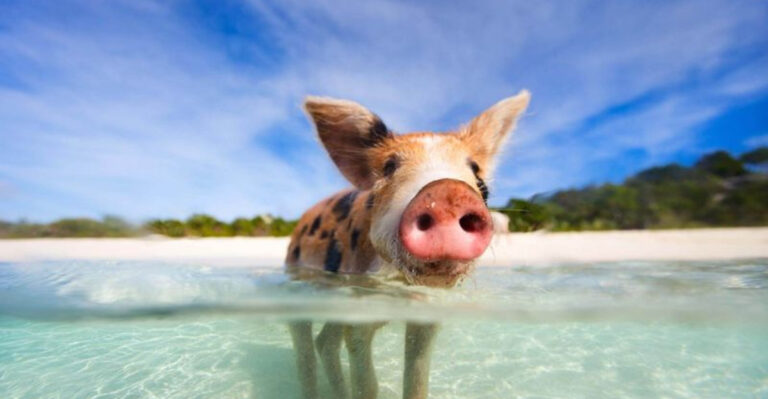 When Land Wasn’t Enough: 15 Mammals That Found A New Life In Water