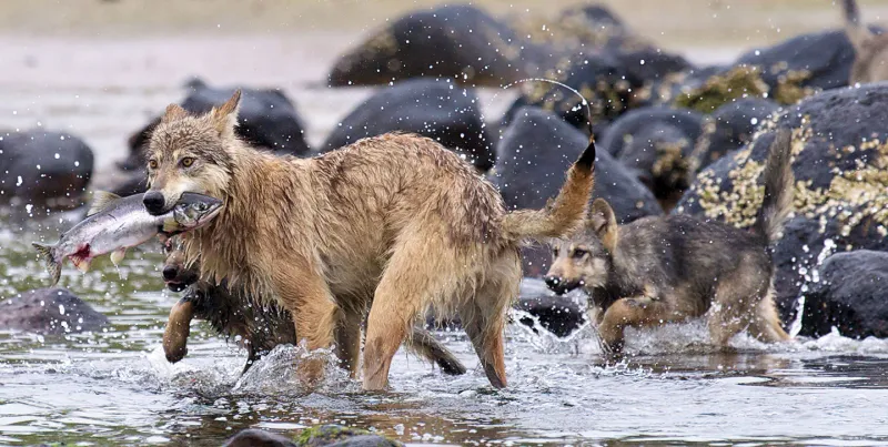 Sea Wolves Of Vancouver Island