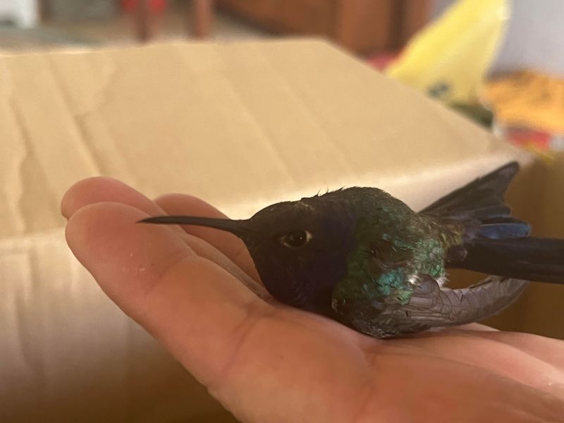 Move The Hummingbird Gently Without Harm