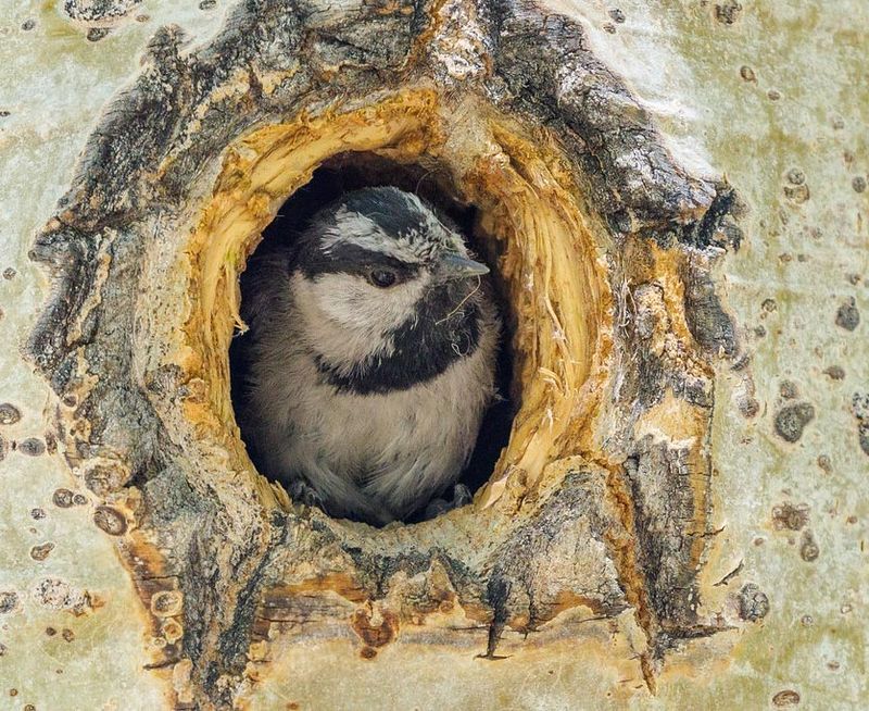 Tucked Away In Tree Cavities