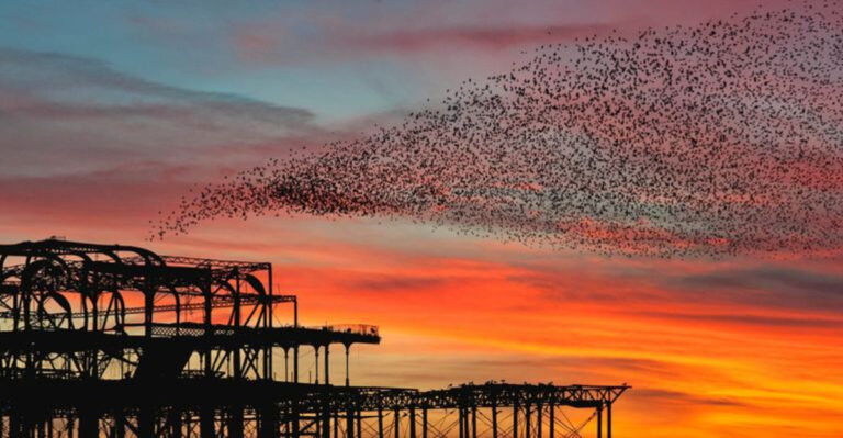 Where Do Birds Sleep At Night?