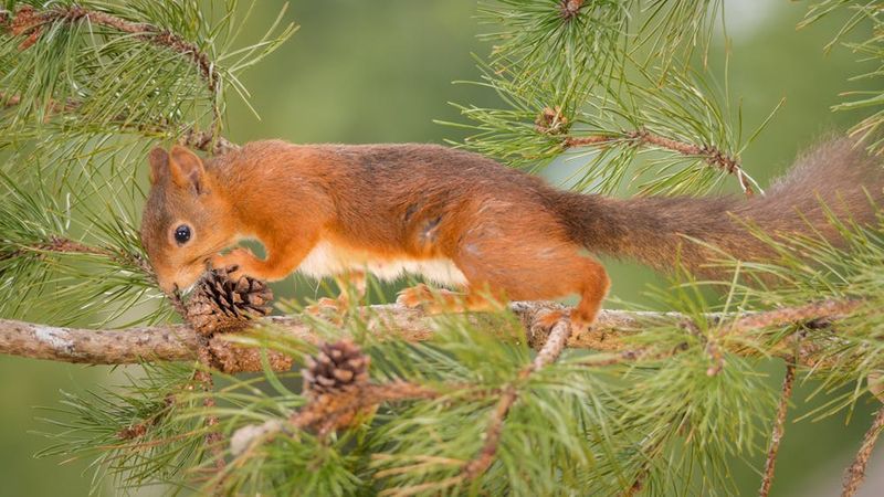 Efforts To Restore Woodlands