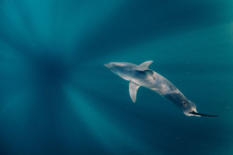 Speed Thrills: How Mako Sharks Outrun Their Prey In Ocean Chase