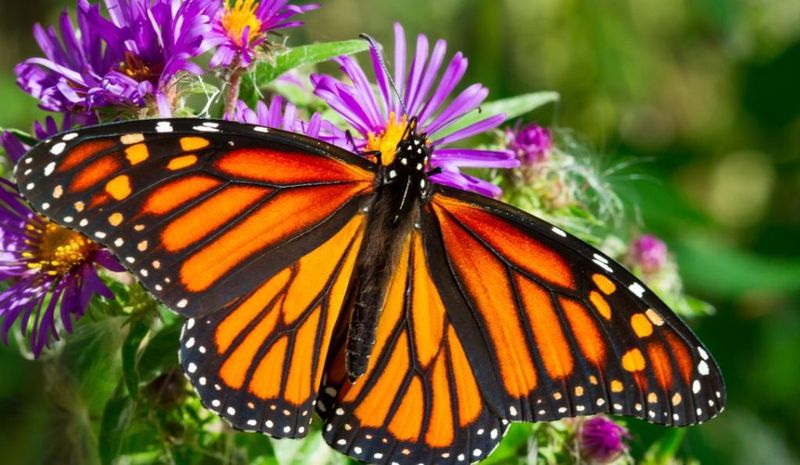 Planning Your Monarch Butterfly Watching Adventure In Delaware