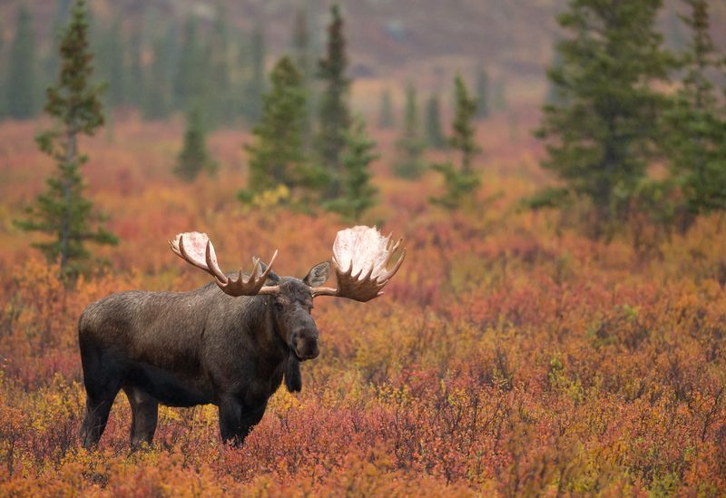 Denali National Park