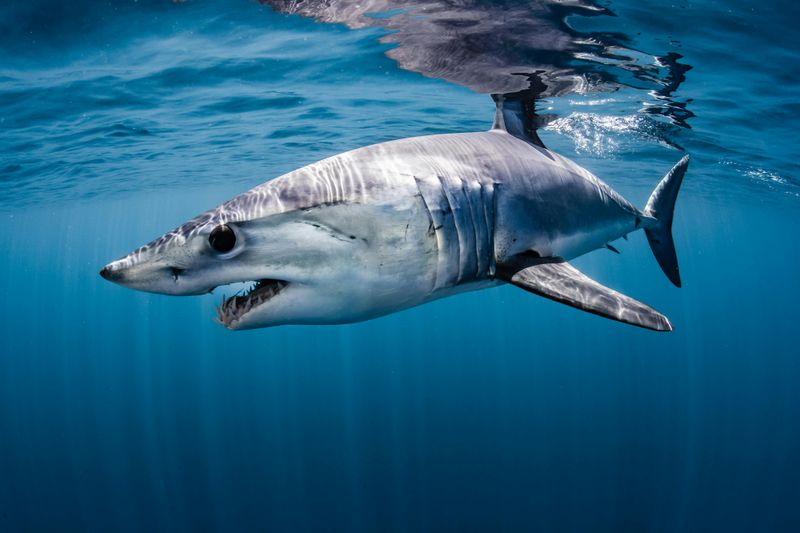 Meet The Mako Shark: The Ocean's Fastest And Fiercest Predator