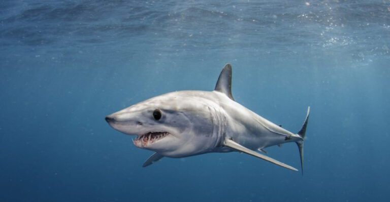 Where To Spot Mako Sharks, The Ocean’s Fastest Predators