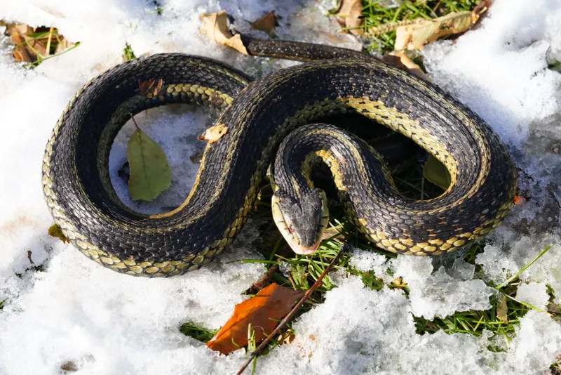 How Snakes Survive Harsh Winters