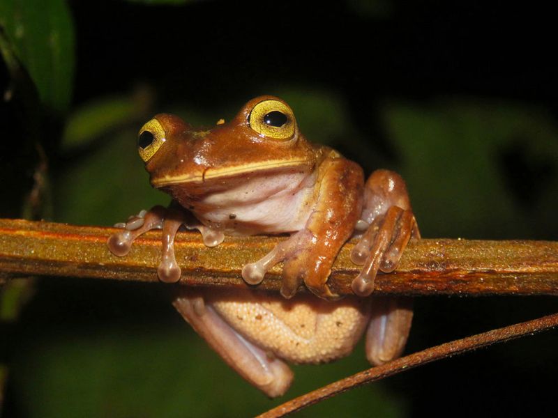 How Did Researchers Identify The Smallest Vertebrate?
