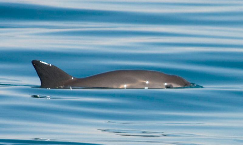 Vaquita Porpoise