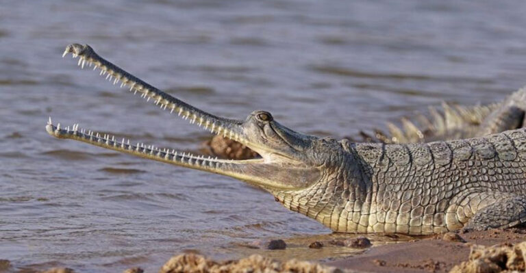 Which Animals Are At Risk Of Vanishing By 2075?