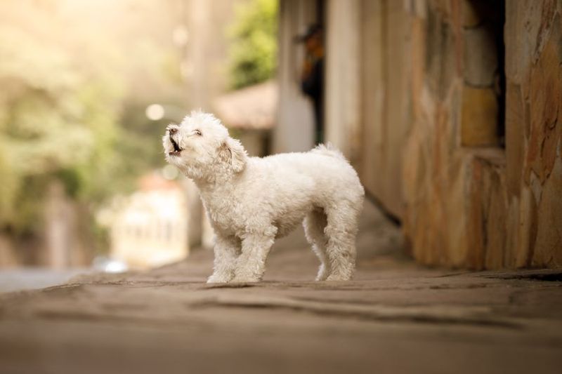Barking
