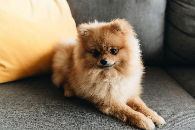 Pomeranian