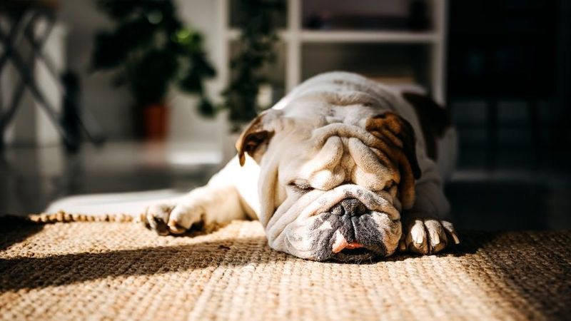 Bulldog