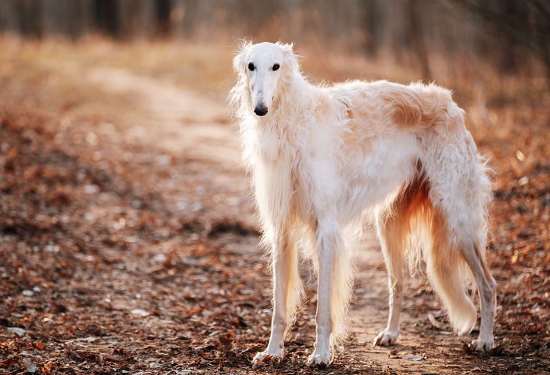 Borzoi: Aristocratic And Hushed