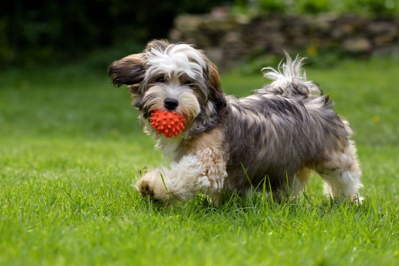 Havanese Harmony