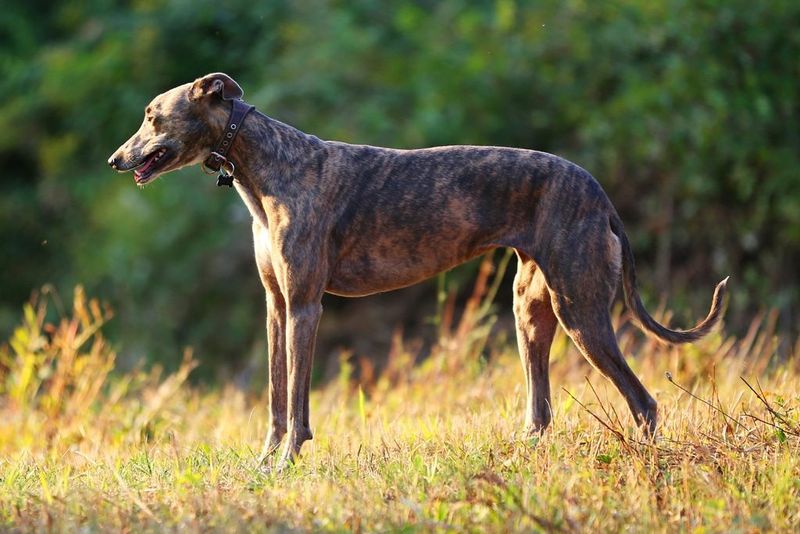 Greyhound