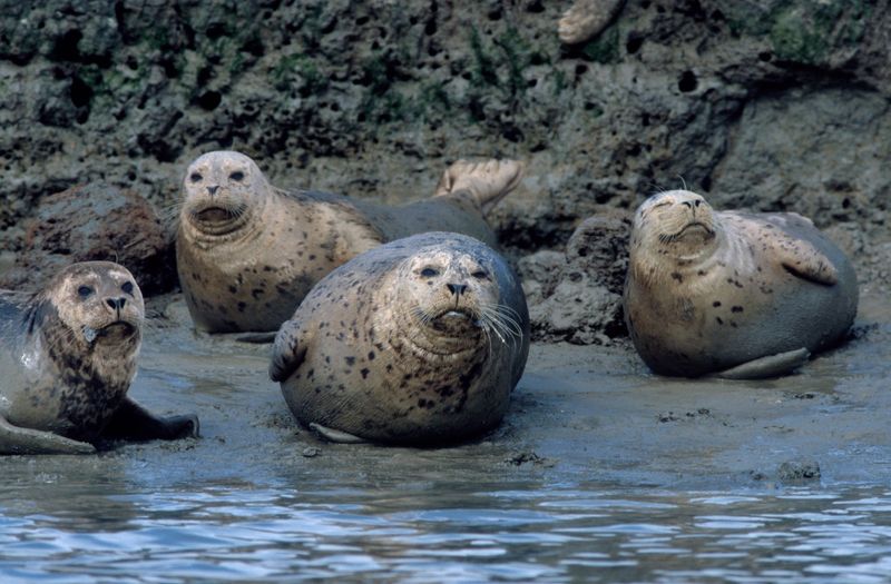 Spotted Sea Leopards: Harbor Seals