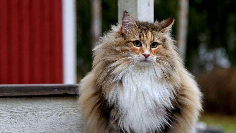 Gentle Forest Spirits: Norwegian Forest Cats
