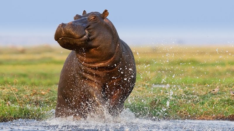 Hippopotamus (River Giant)
