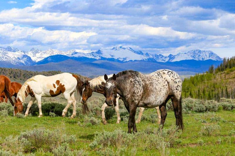 C Lazy U Ranch – Colorado's Century-Old Horse Paradise