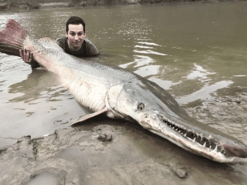 Alligator Gar