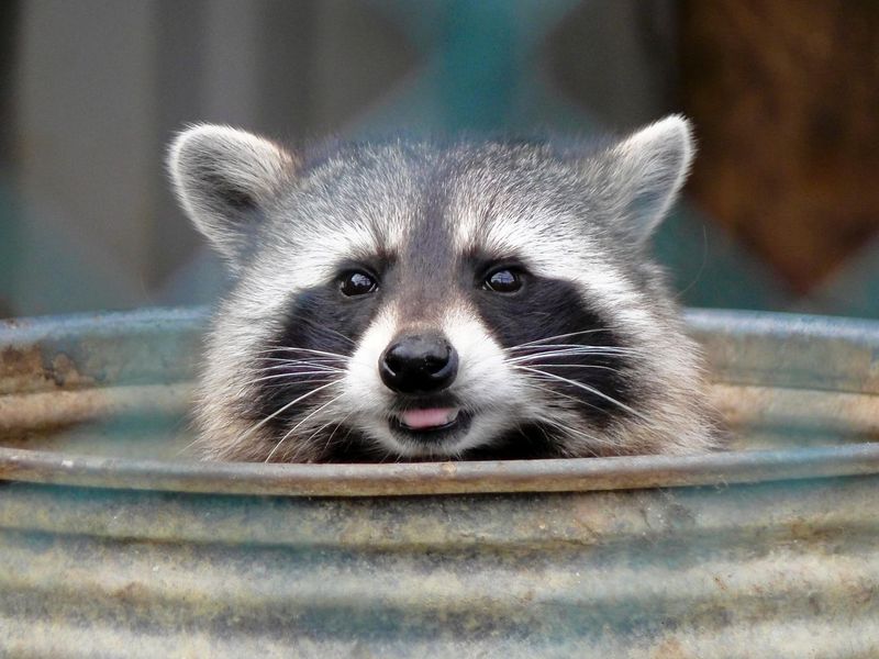 Raccoons: The Urban Masterminds