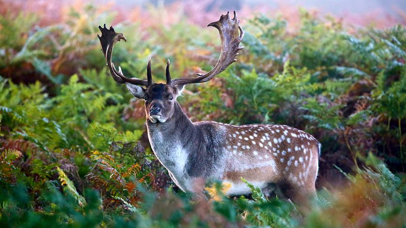 Fallow Deer