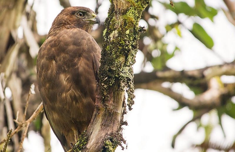 Hawaiian Hawk (ʻIo)