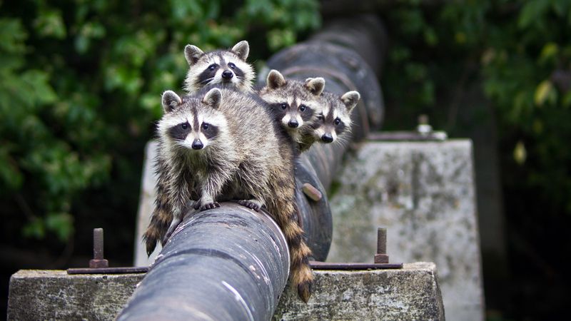Raccoon