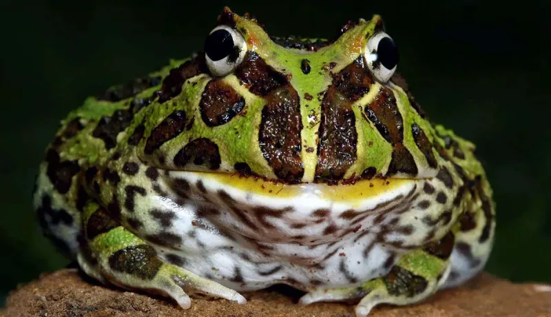 Pacman Frog