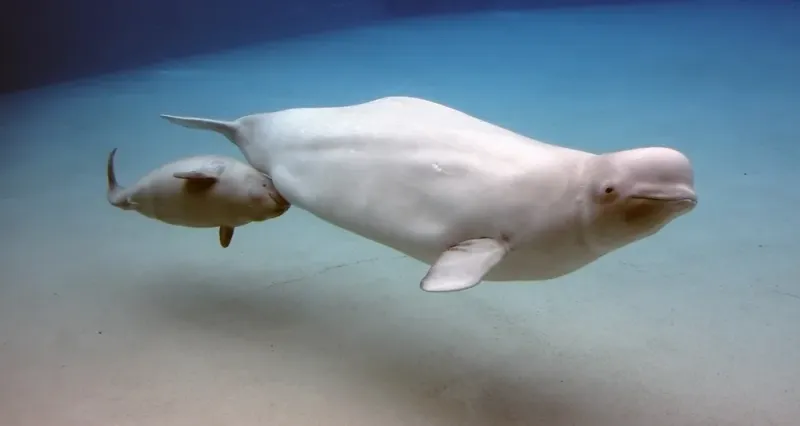 Narluga: The Arctic's Mystery Whale