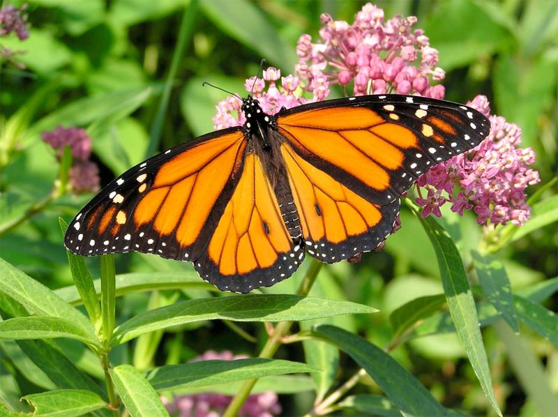 Monarch Butterfly