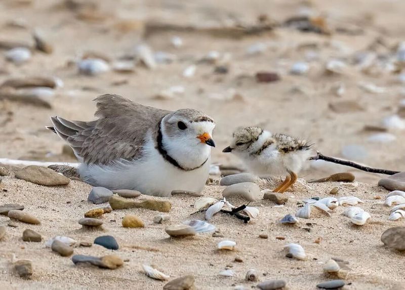 Piping Plover
