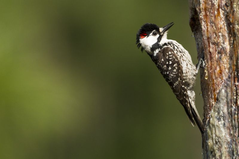 Red-Cockaded Woodpecker